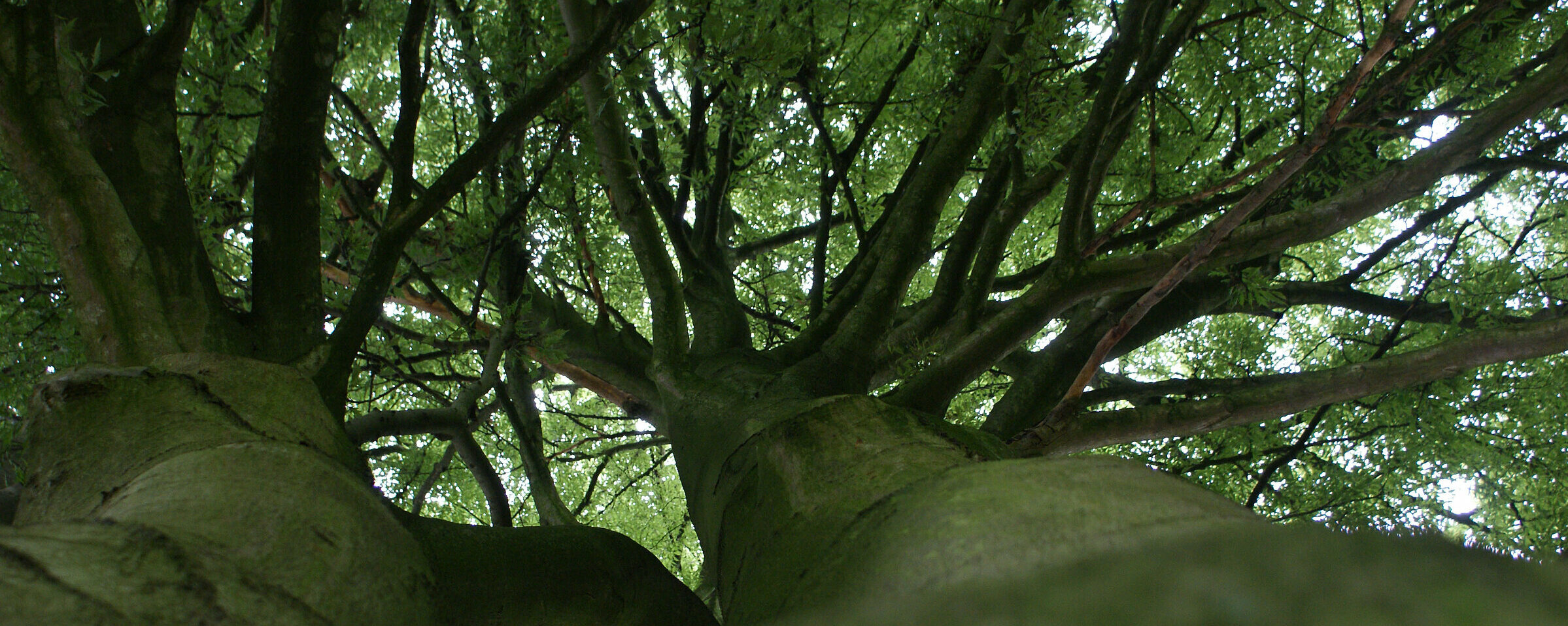 Baumschutz auf einer Baustelle