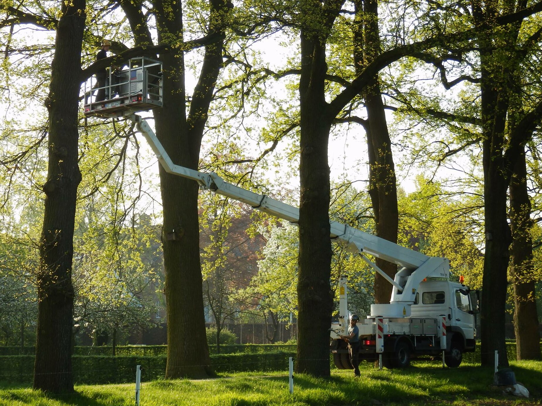 Baumpflege in einer Parkanlage