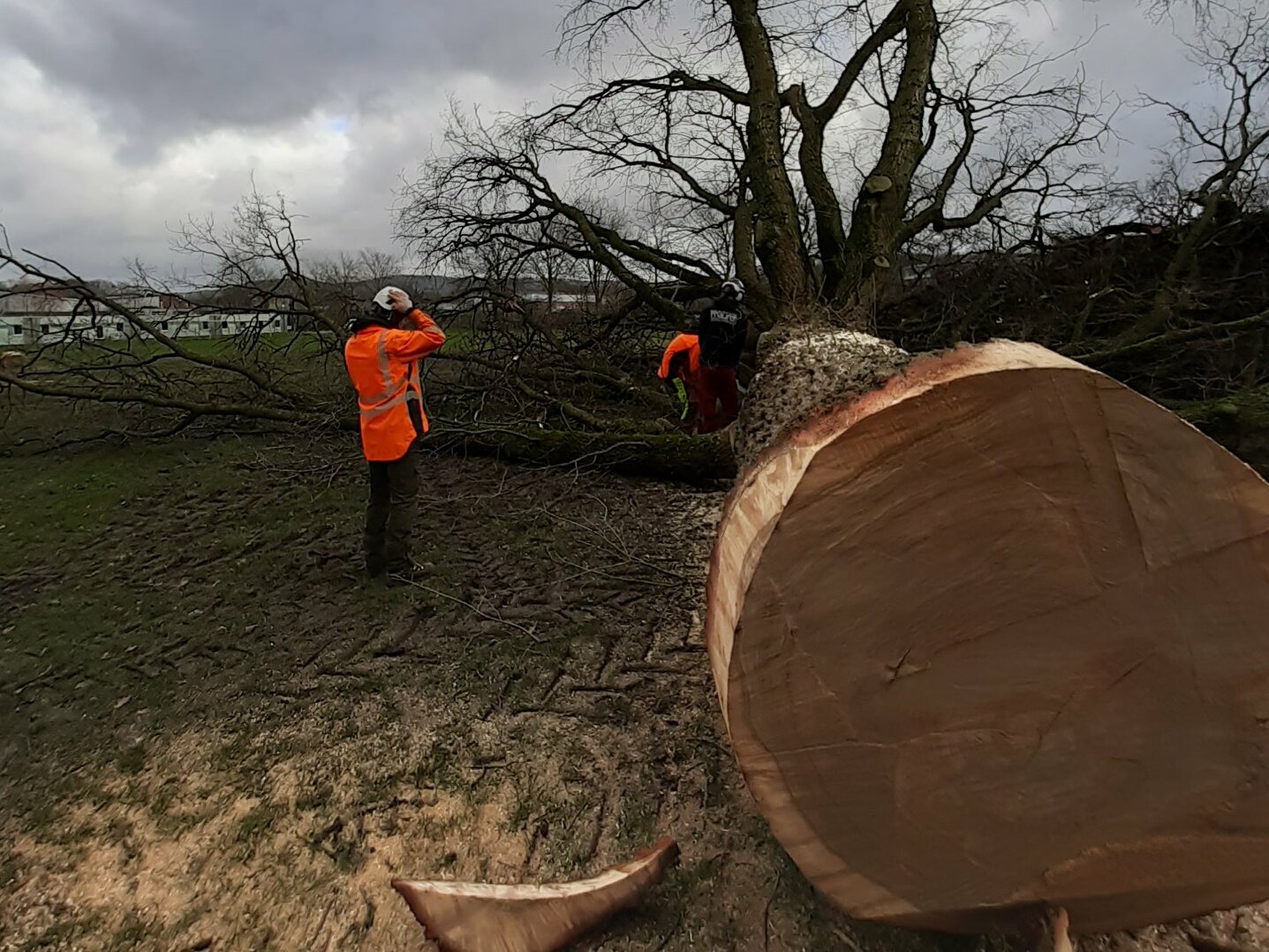 Gefällte Eiche im Forst