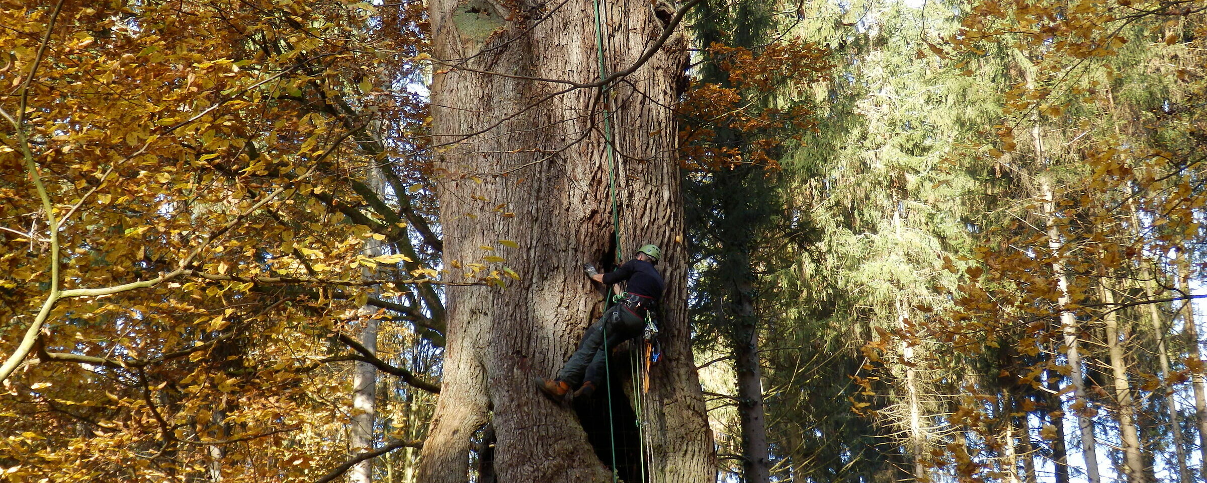 Baumpflege in Gütersloh, Bielefeld und OWL Baumpflege in Gütersloh, Bielefeld und OWL