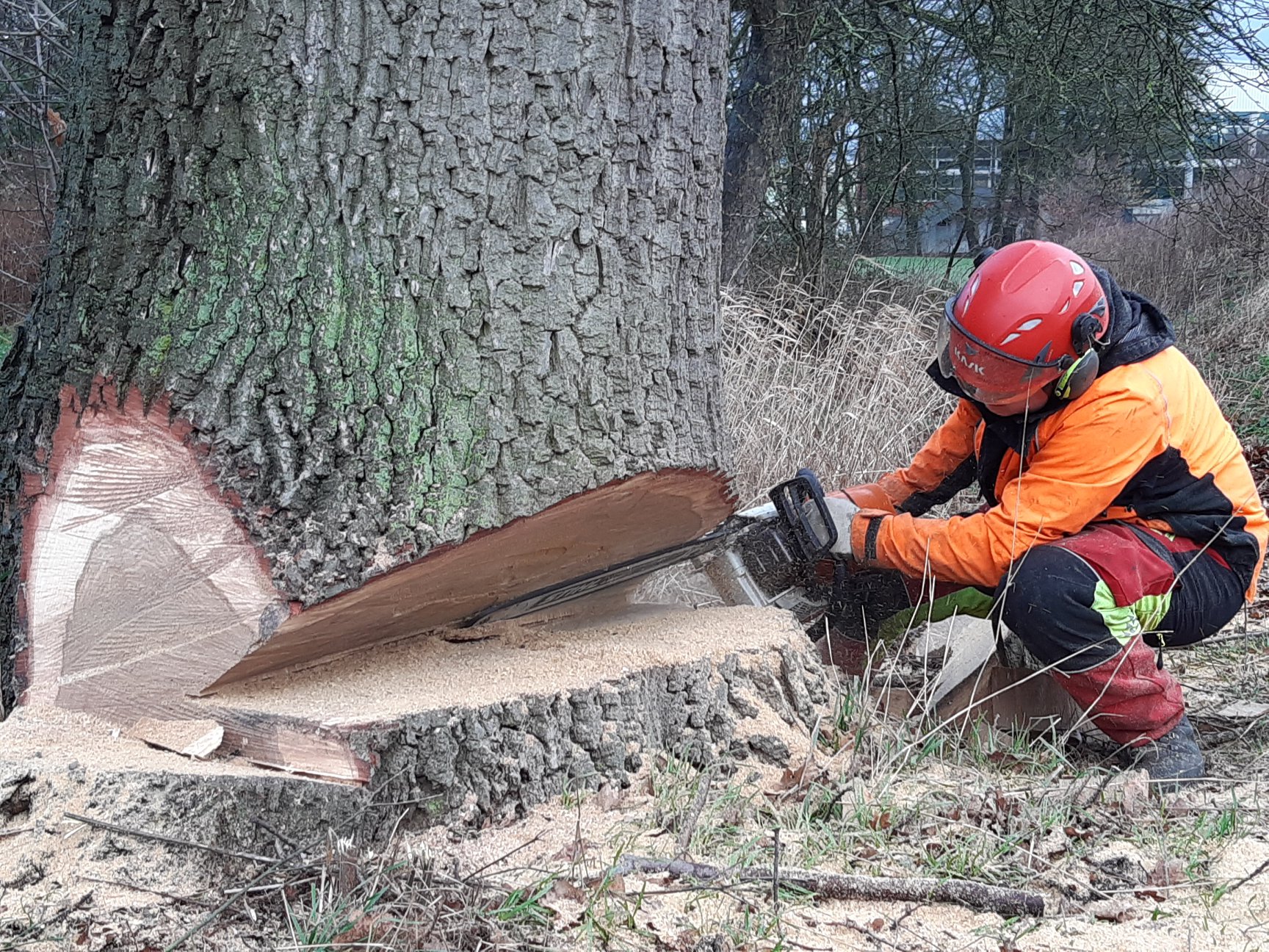 Baumdienst Maurer Ihr Fachbetrieb in Ostwestfalen