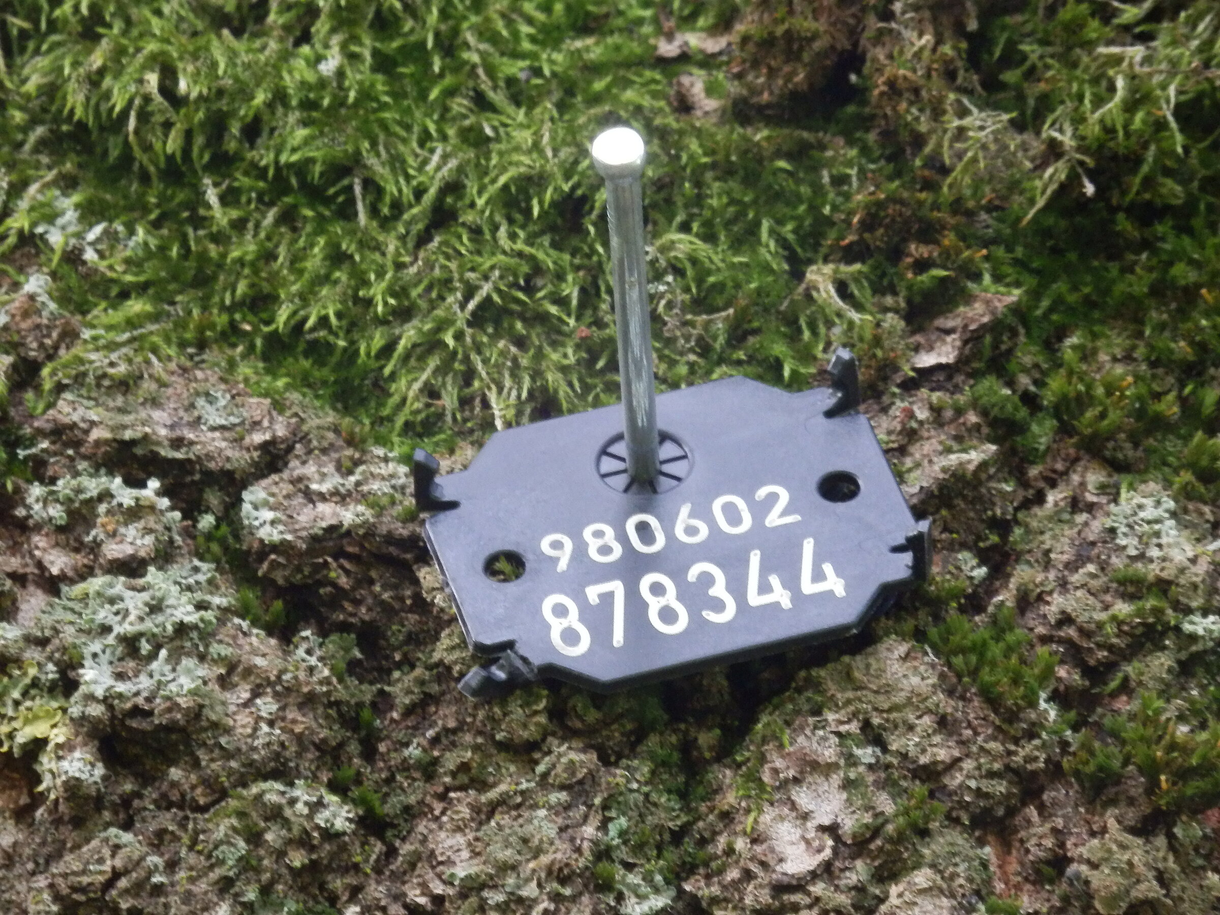 Baumkontrolle und Baumsicherheit